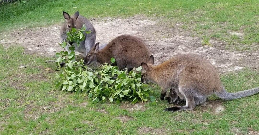 スミソニアン国立動物園のインスタグラム