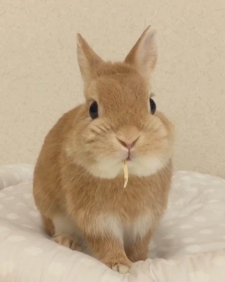 ?まるるのインスタグラム：「* * お薬も終わったので 2ヶ月ぶりのパパイヤ❤️ * 大好物だから、 袋を開ける音やにおいに 大喜びで飛んでくると思ったのに 意外にも薄い反応でした😅 味忘れちゃったのかな？ * * #うさぎ#ネザーランドドワーフ#ふわもこ部#rabbit#lapin#cutepetclub#WeeklyFluff #bunnystagram#rabbitstagram#instapet#20190530」