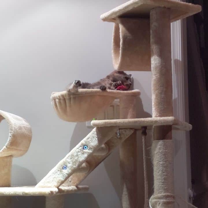 のインスタグラム：「Such a lazy baby 😍 #cat」