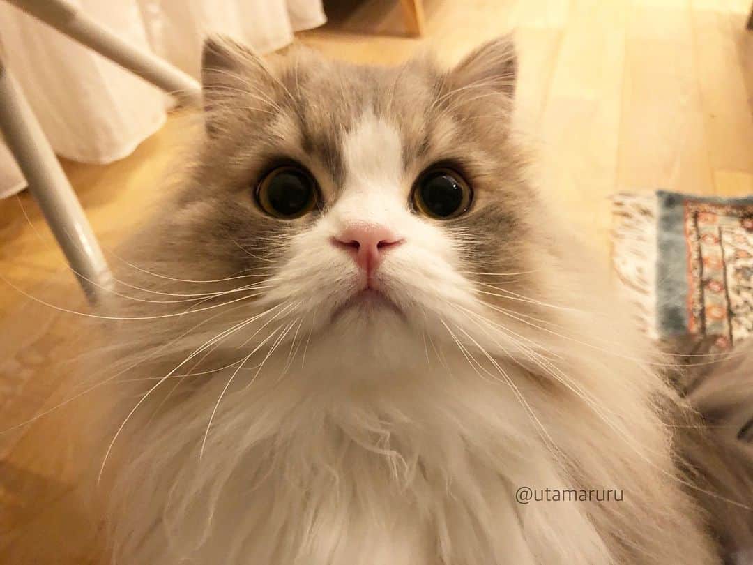 詩丸さんのインスタグラム写真 - (詩丸Instagram)「むっちゃん❤️ 立派なおヒゲだねぇ…☺️💕 .  You have very long whiskers! 😳✨ It's so cool😘💕 Muu chan❤️ .  #🐱 #🐈 #❤️」5月30日 23時33分 - utamaruru