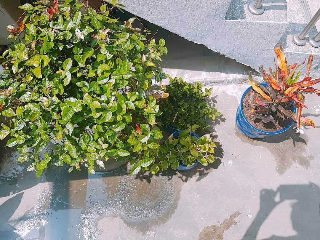 ハン・スヨンさんのインスタグラム写真 - (ハン・スヨンInstagram)「빗물 받아 흠뻑..🌸🌿 #반려식물 💗 #한수연」5月30日 23時43分 - april_hansooyeon