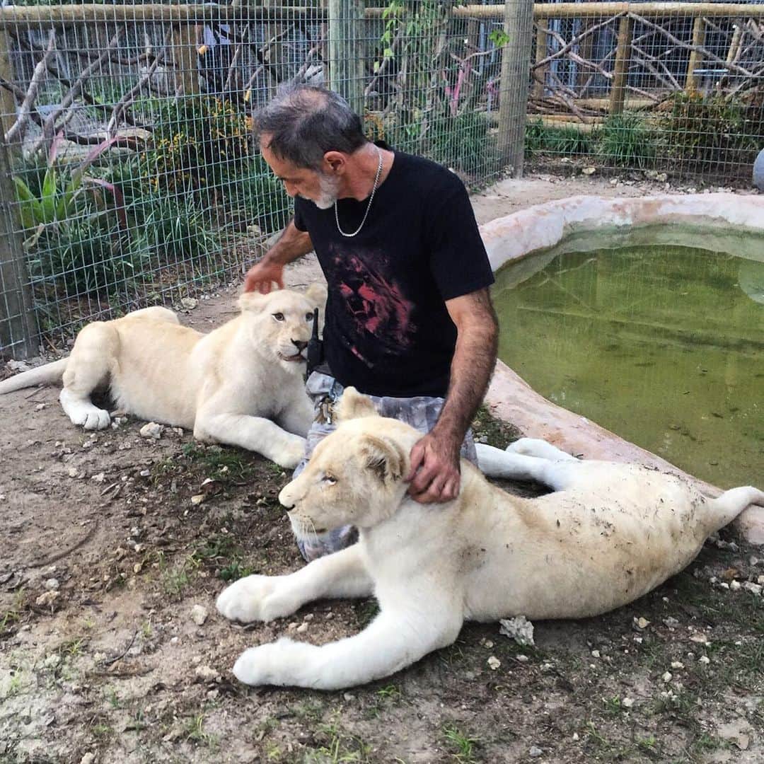 Zoological Wildlife Foundationさんのインスタグラム写真 - (Zoological Wildlife FoundationInstagram)「#tbt December 2015. Four years ago we rescued Kunto & Kheira along with four others from canned hunting in Africa. In this photo they were about eight months old🐾 .  #whitelion #lion #cub #conservation #endangeredspecies #zwfmiami #zwf #bancannedhunting」5月30日 23時51分 - zwfmiami