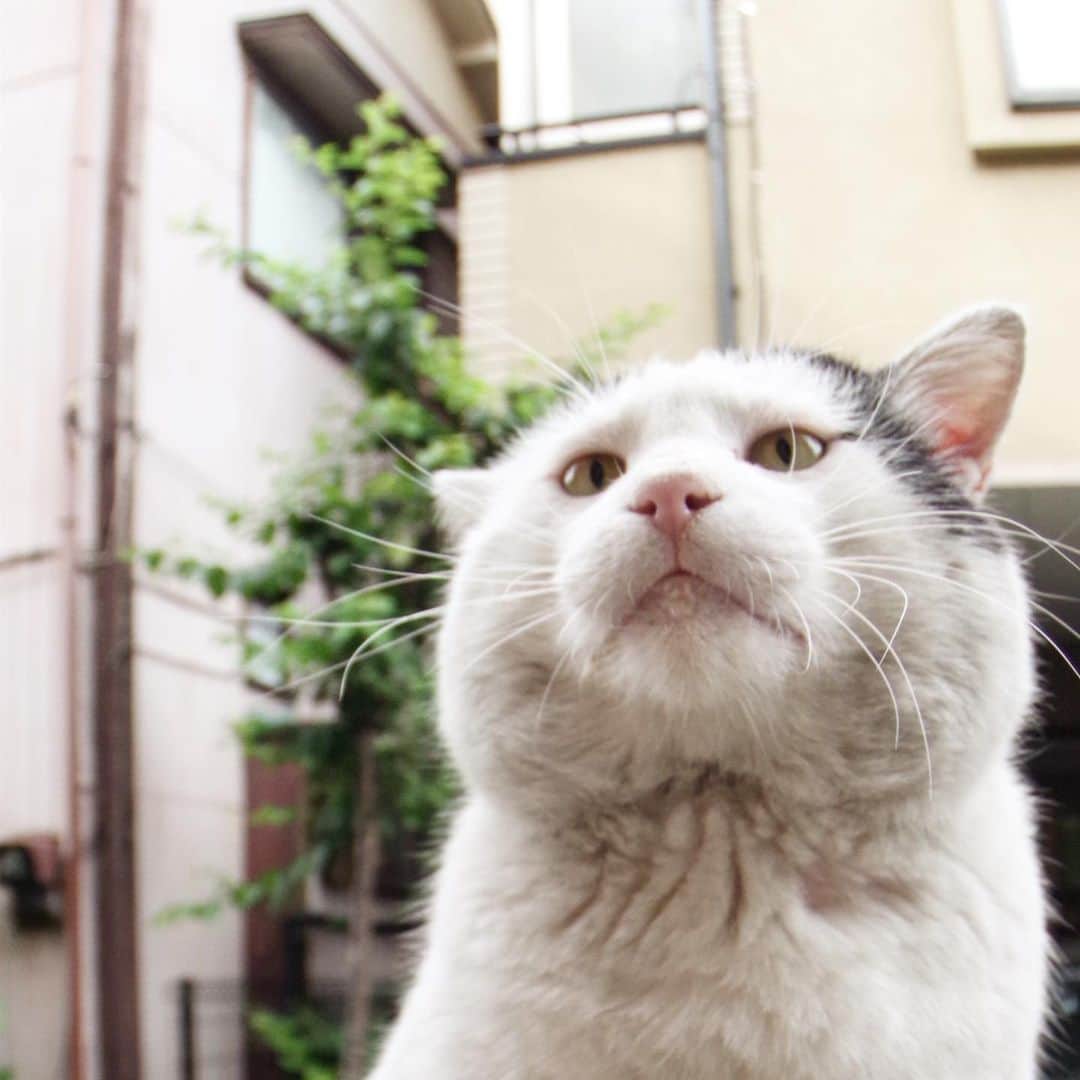 Kachimo Yoshimatsuさんのインスタグラム写真 - (Kachimo YoshimatsuInstagram)「おはようナナクロ! Good Morning Nanakuro! #uchinonekora #nanakuro #neko #cat #catstagram #kachimo #猫 #ねこ #うちの猫ら http://kachimo.exblog.jp」5月31日 9時23分 - kachimo