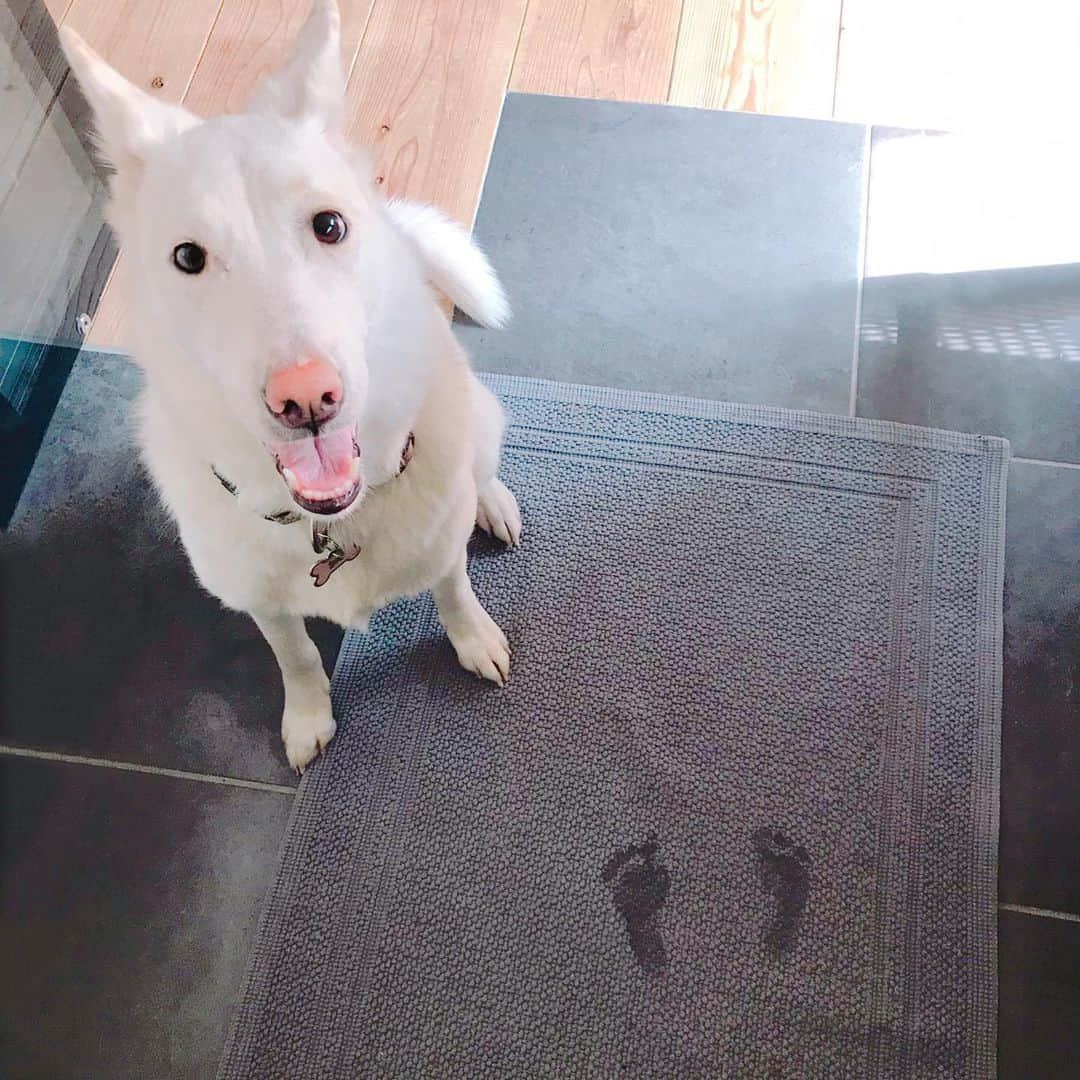 森泉さんのインスタグラム写真 - (森泉Instagram)「Is that your paw print 🐾 😜❓」5月31日 9時19分 - izumi.mori