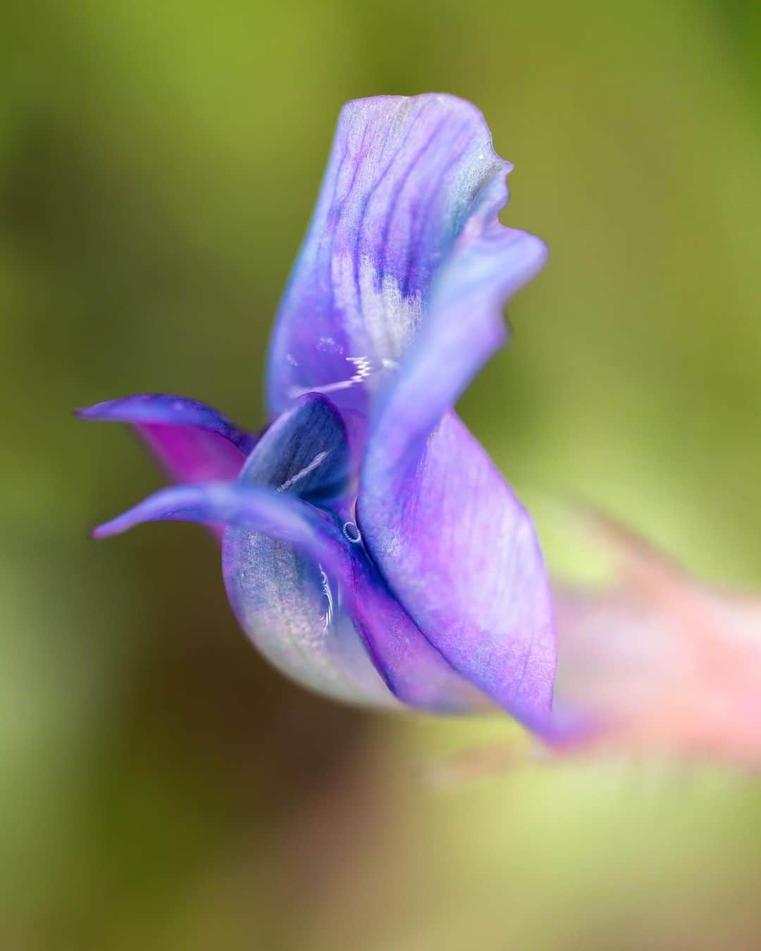 アンジー・ペインさんのインスタグラム写真 - (アンジー・ペインInstagram)「Something a little soft with a touch of sharp. Playing with focus stacking and considering exactly how long I could get lost in a teeny tiny patch of flowers. My guess is somewhere between a day and forever. • • • • • #macro #macrophotography」5月31日 9時29分 - angelajpayne