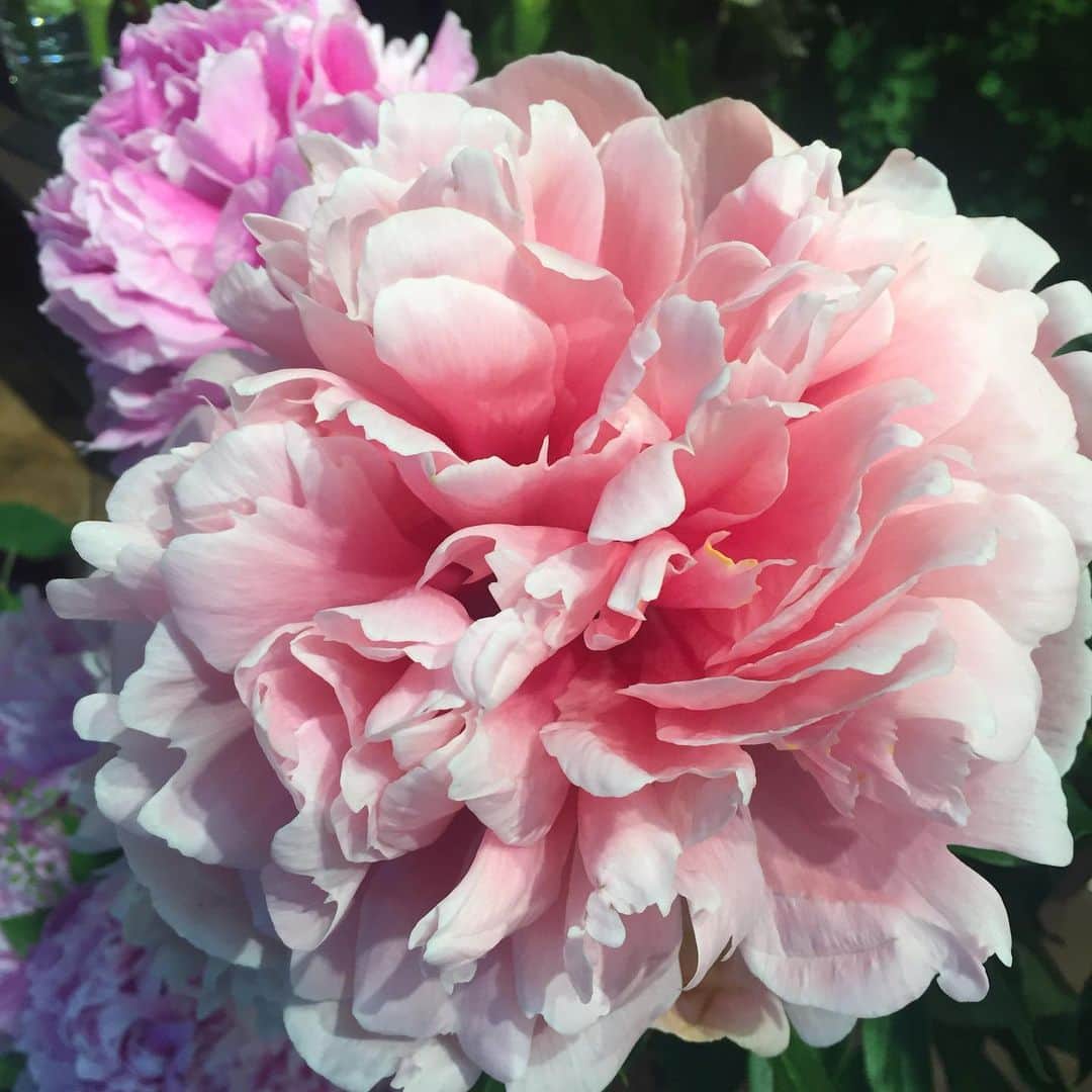 新山千春さんのインスタグラム写真 - (新山千春Instagram)「わたしが1番好きなお花❁  ピオニー 🖤💜 6月が毎年楽しみなんだ🦋  存在感あって、、 華やかで、、 コロンとまぁるくて、、 心を和ませてくれる 毎日変化するお花💜  香りも大好き🦋💜🦋 今日明日と offをもらったので  去年の運動会🚩と同じ この時期、、今年も 父を東京に招待😋！！ 今、楽しみに ✈️父を待ちながら🚗 ³₃😍  親孝行！言えるほど なぁーーんも出来てないけど、、💦 いつか出来るように  両親との時間を  めいっぱい楽しむんだ🤩🌈 今日の #失敗mama  娘に今日のお弁当渡すの 忘れた、、、‪𐤔𐤔𐤔𐤔  正直、父の事で頭がいっぱいでした💦‬ 🍱😋届けてきやした。。 #peony 好き🖤 #pink 好き💖 _____________________________________________________🌴 #art 好き🎨#chihuahua #dog 🐶  #mamafashion #Japaneseactress #casualcoordinate #denimcoordinate #makeup #model  #mama#mamastyle #Instagood #cooking #streetwear #mamacoordinate #hairarrange #streetfashion  #outfit #casualstyle  #outfitstyle #촬영 #粉我 #나를따르라  #fashionistas #dailylook #coodinate #新山千春  _____________________________________________🌴🌵🌴」5月31日 9時52分 - chiharuuu_0114