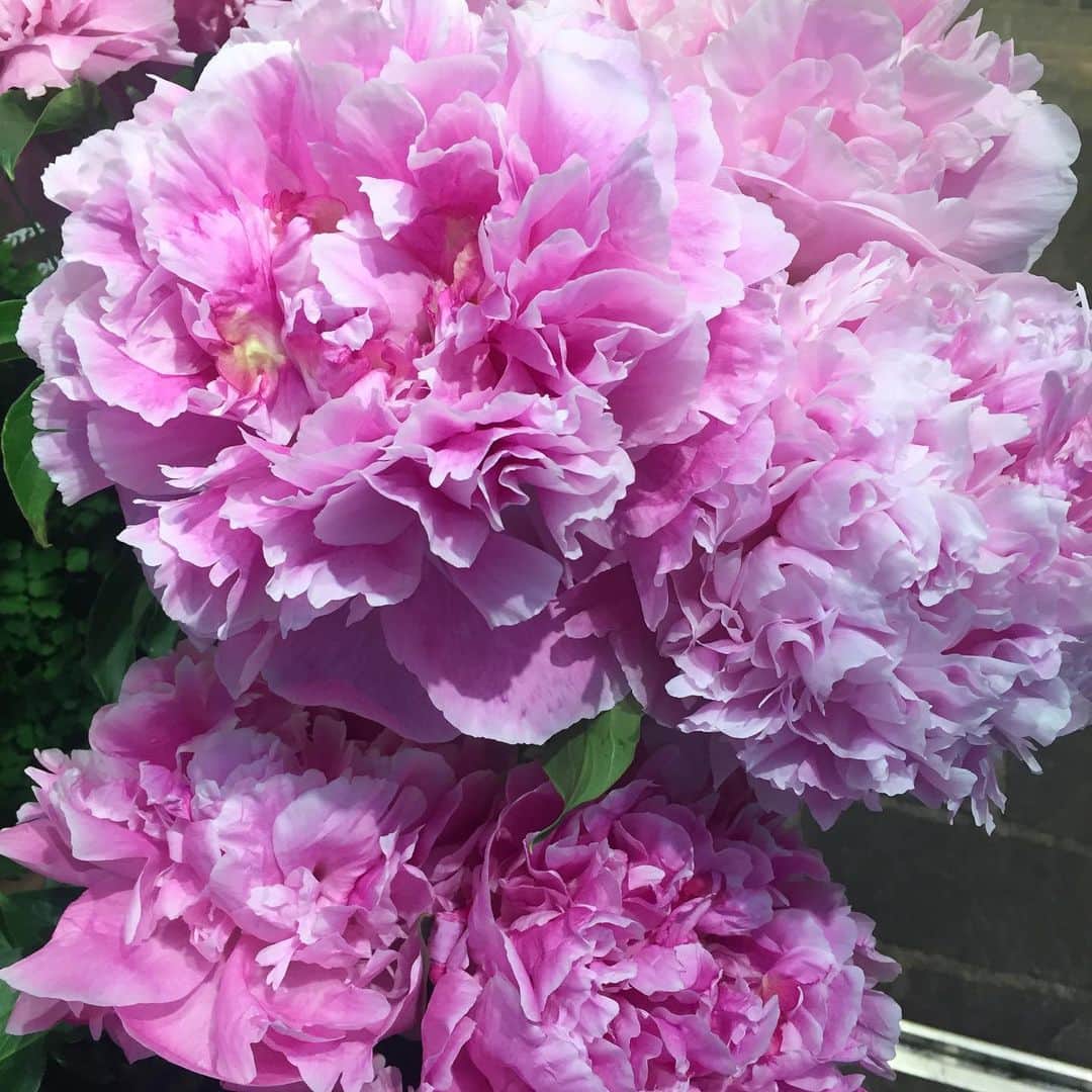 新山千春さんのインスタグラム写真 - (新山千春Instagram)「わたしが1番好きなお花❁  ピオニー 🖤💜 6月が毎年楽しみなんだ🦋  存在感あって、、 華やかで、、 コロンとまぁるくて、、 心を和ませてくれる 毎日変化するお花💜  香りも大好き🦋💜🦋 今日明日と offをもらったので  去年の運動会🚩と同じ この時期、、今年も 父を東京に招待😋！！ 今、楽しみに ✈️父を待ちながら🚗 ³₃😍  親孝行！言えるほど なぁーーんも出来てないけど、、💦 いつか出来るように  両親との時間を  めいっぱい楽しむんだ🤩🌈 今日の #失敗mama  娘に今日のお弁当渡すの 忘れた、、、‪𐤔𐤔𐤔𐤔  正直、父の事で頭がいっぱいでした💦‬ 🍱😋届けてきやした。。 #peony 好き🖤 #pink 好き💖 _____________________________________________________🌴 #art 好き🎨#chihuahua #dog 🐶  #mamafashion #Japaneseactress #casualcoordinate #denimcoordinate #makeup #model  #mama#mamastyle #Instagood #cooking #streetwear #mamacoordinate #hairarrange #streetfashion  #outfit #casualstyle  #outfitstyle #촬영 #粉我 #나를따르라  #fashionistas #dailylook #coodinate #新山千春  _____________________________________________🌴🌵🌴」5月31日 9時52分 - chiharuuu_0114