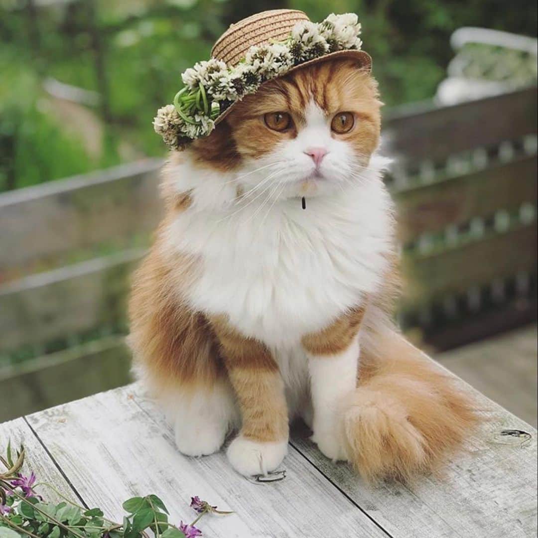 Petioのインスタグラム