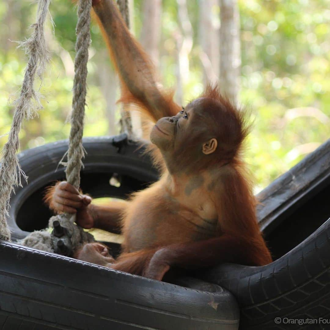 OFI Australiaさんのインスタグラム写真 - (OFI AustraliaInstagram)「Otan was extremely reserved when he first arrived at OFI's Care Centre. Today, Otan is a healthy and energetic little orangutan thanks to the life-saving efforts of OFI. _________________________________ 🐒 OFIA Founder: Kobe Steele 💌 kobe@ofiaustralia.com | OFIA Patron and Ambassador: @drbirute @orangutanfoundationintl www.orangutanfoundation.org.au 🐒  #orangutan #orphan #rescue #rehabilitate #release #BornToBeWild #Borneo #Indonesia #CampLeakey #orangutans #savetheorangutans #sayNOtopalmoil #palmoil #deforestation #destruction #rainforest #instagood #photooftheday #environment #nature #instanature #endangeredspecies #criticallyendangered #wildlife #orangutanfoundationintl #ofi #drbirute #ofi_australia #ofia #FosterAnOrangutanToday」5月31日 10時14分 - ofi_australia