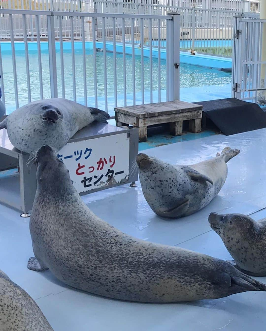 スギちゃんさんのインスタグラム写真 - (スギちゃんInstagram)「‪北海道の自然を満喫したぜぇ^_^‬ ‪#カニの爪🦀‬ ‪#紋別アザラシシーパラダイス‬ ＃紋別」5月31日 10時34分 - wild__sugichan