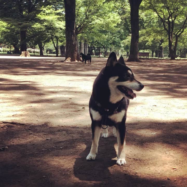 vo_coのインスタグラム：「🐕 5年ぶりくらいに代々木公園のドッグランカードを更新してきたよ 半端な時間に行ったら、金髪美女が連れた黒柴男子と2人きりでした 拙いヒアリングを駆使した結果、多分名前はOzzyくんだと思われます こたつにしては珍しく少し遊べました ランにたくさん犬がいるとひたすら気配を消すので、また空いてる時間帯に行こうね * #shibastagram #instashiba #shiba #shibainu #黒柴 #柴犬」