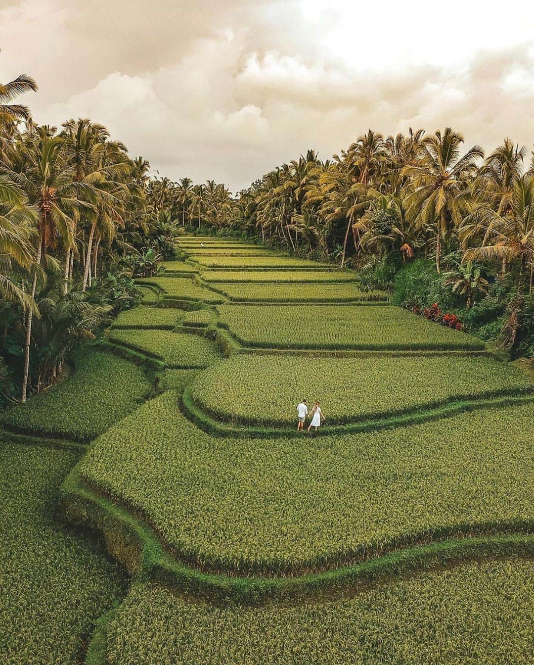 Earth Picsさんのインスタグラム写真 - (Earth PicsInstagram)「The beautiful rice fields of Ubud Bali Indonesia by @travelustbyus」5月31日 10時39分 - earthpix