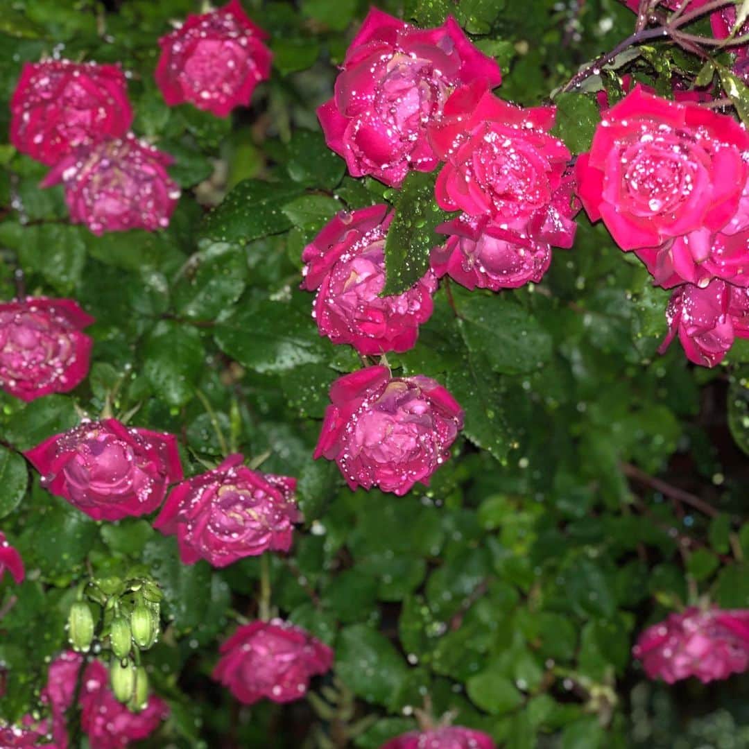 ザックポーゼンさんのインスタグラム写真 - (ザックポーゼンInstagram)「#Roses in the rain! Home sweet home! #NYC ✨🥀✨」5月31日 10時40分 - zacposen