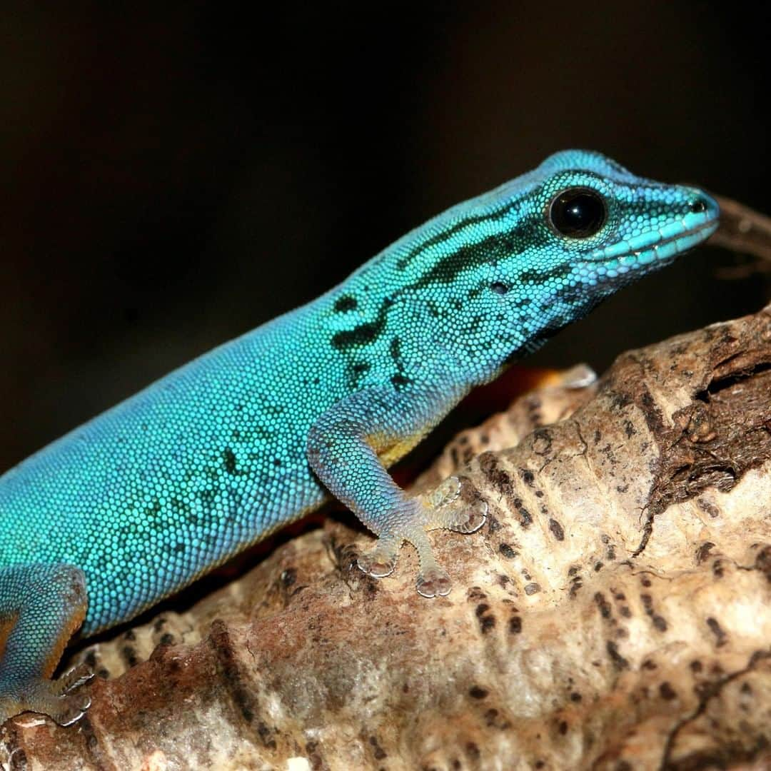 アニマルプラネットさんのインスタグラム写真 - (アニマルプラネットInstagram)「This turquoise dwarf gecko is G L O W I N G. In this species, only males show this iconic blue color; it's the perfect way to woo the ladies. . . . . . . #animalplanetupclose #animalsofinstagram #animalplanet #animaloftheday #wild #wildlife #outdoors #animals #wildanimals #conservation #nature #animallovers #instanature #wildgeography #gecko #lizard #reptile」5月31日 2時00分 - animalplanet