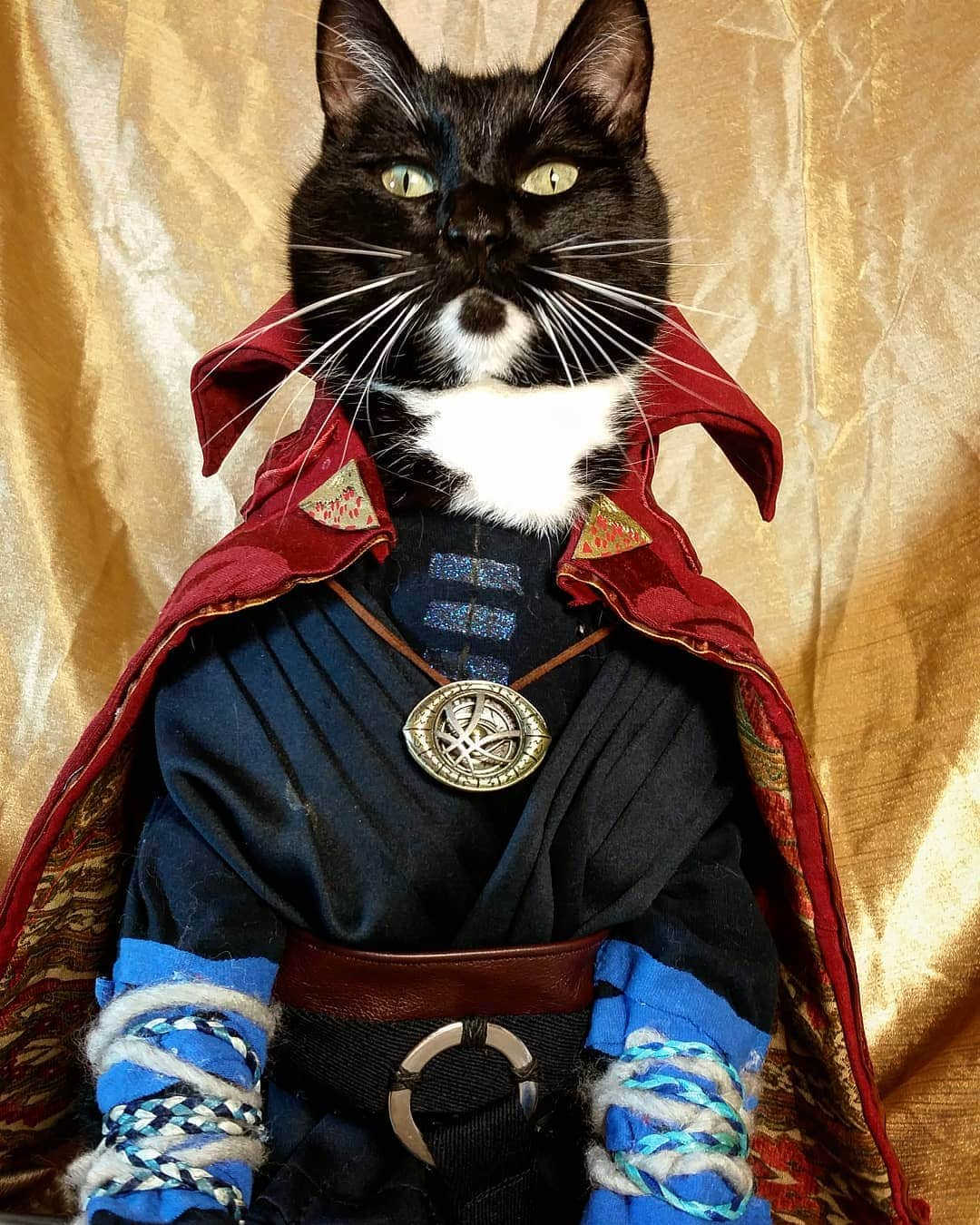 猫コスプレさんのインスタグラム写真 - (猫コスプレInstagram)「"If it comes to saving you, or the kid, or my Food Bowl, I will not hesitate to let either of you die." #DoctorStrange #CatCosplay . . . . . . . . #DrStrange #doctorstrangecosplay #drstrangecosplay #mcu #mcucosplay #marvel #marvelcosplay #avengers #petcostumes #cosplay #humor #funnycats #cat」5月31日 2時11分 - cat_cosplay