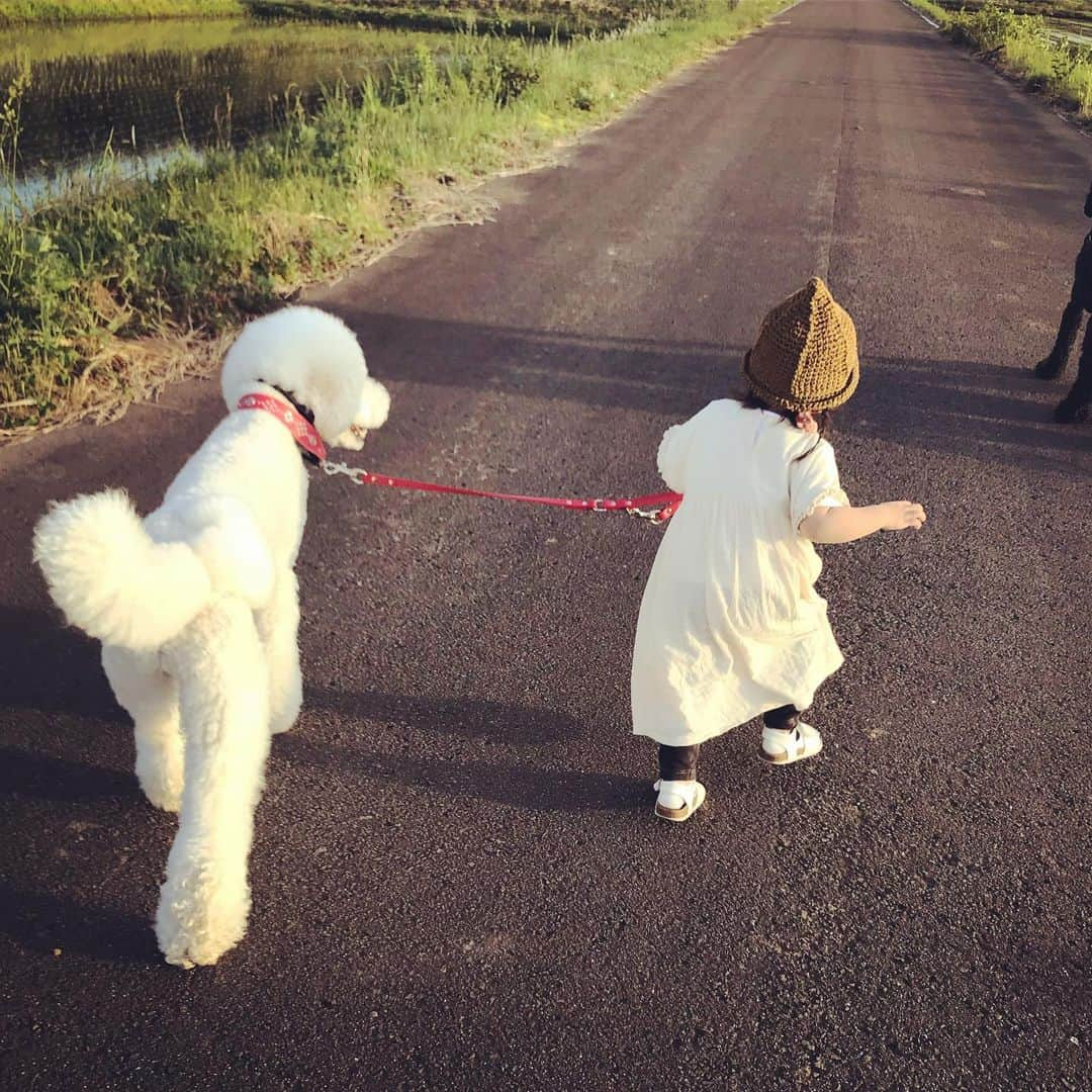 たまねぎさんのインスタグラム写真 - (たまねぎInstagram)「. . 散歩中 全力で歌う まめちゃん 田んぼ道でよかった . . #standardpoodle #dog #lovedogs #poodlesofinstagram #スタンダードプードル #大型犬と子供 #poodle #dogstagram #east_dog_japan #いぬのいる生活 #もふもふ部 #わんこ部 #赤ちゃんと犬  #babyanddog #ママリ #キズナ #コドモノ #いこーよ #いぬのきもち #犬と暮らす #いぬなしでは生きていけません #2歳 #散歩 #スタジオジブリ #トトロ #totoro #さんぽ #全力で歌う #ちょっと音痴」5月31日 2時24分 - tamanegi.qoo.riku