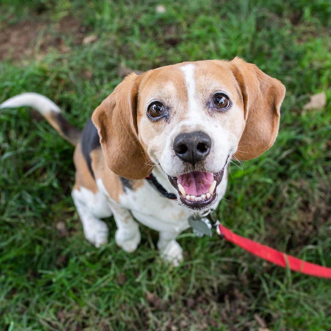 The Dogistさんのインスタグラム写真 - (The DogistInstagram)「Sophie, Beagle (6 y/o), Schuylkill River Park, Philadelphia, PA • “She once ate a whole chicken carcass. There was nothing left and she was happy as a clam. She had diarrhea for the next three days. It was terrible.”」5月31日 2時22分 - thedogist