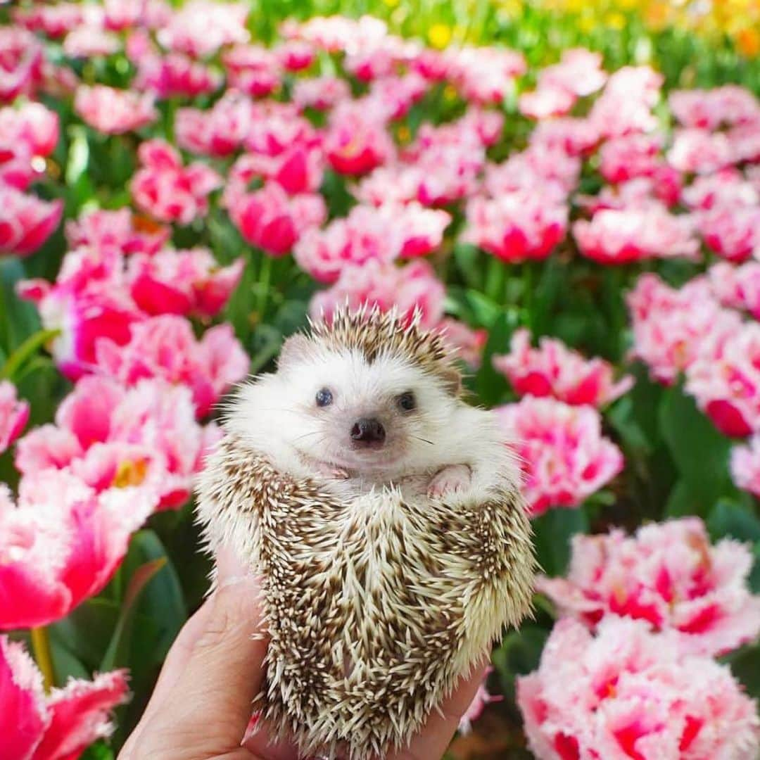 animalsさんのインスタグラム写真 - (animalsInstagram)「@choco_mint.hedgie」5月31日 3時39分 - babyanmlpics