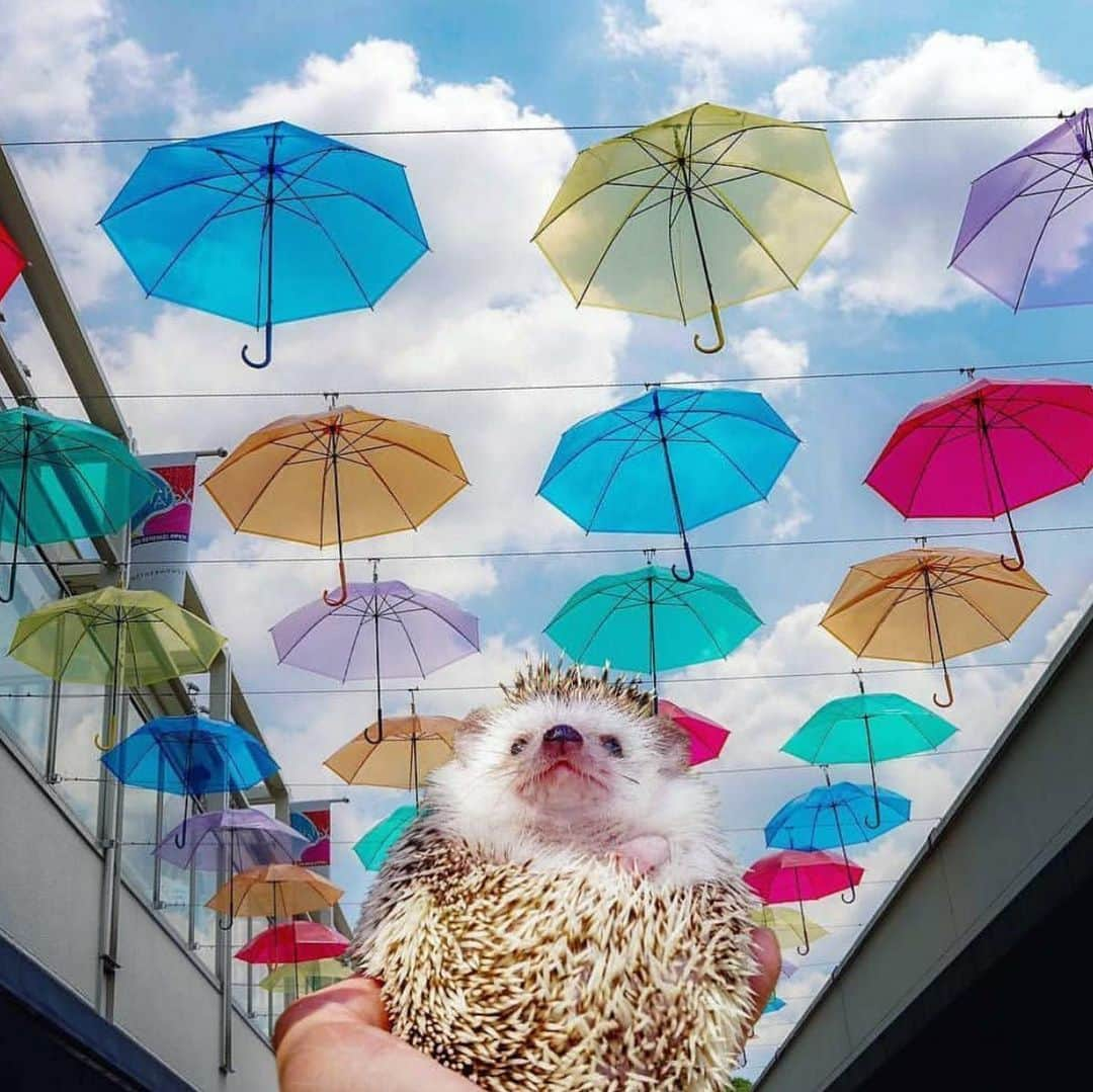 animalsさんのインスタグラム写真 - (animalsInstagram)「@choco_mint.hedgie」5月31日 3時39分 - babyanmlpics