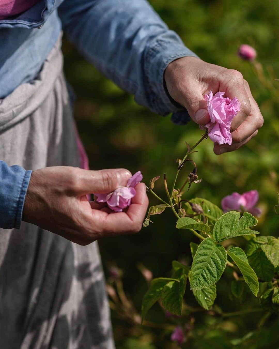 クリスチャンディオールさんのインスタグラム写真 - (クリスチャンディオールInstagram)「THE MUSIC OF ROSES – The best hands to pick Grasse Roses are the ones of a musician: slim and agile fingers to grab the flower as gently as possible.  #diorlesrecoltes #missdiorforlove #diorparfums @diorparfums」5月31日 3時51分 - dior