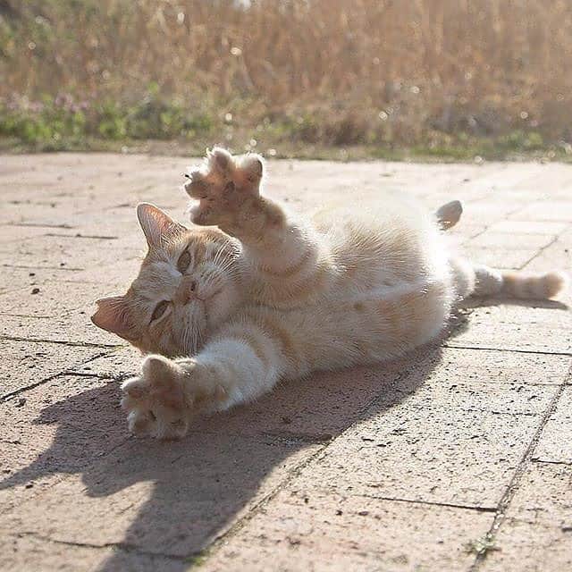 Cute Pets Dogs Catsさんのインスタグラム写真 - (Cute Pets Dogs CatsInstagram)「Just 10 photos of cute kittens 😊❤️ 📩 Submit your cat’s photo to our contest email (below BIO) to be featured! ❤️ . . . From @okirakuoki  #cat #cats #catofinstagram #catoftheday #catlover #catsagram #catlovers #cat_features #catlady #cateye #catholic #catlife #catlove #catsgram #cutecat #cutecats #meow #kittycat #catinstagram #catsclub #cats_of_instagram #kitty #ilovemycat #caturday #catsofig #thedailykitten #bestmeow #excellent_cats」5月31日 5時17分 - dailycatclub