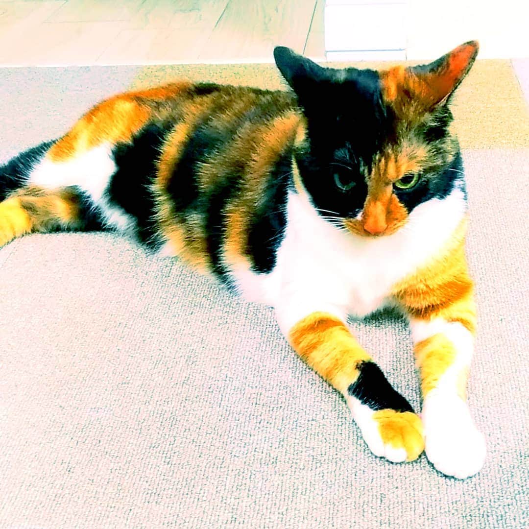 高口里純さんのインスタグラム写真 - (高口里純Instagram)「何か不満らしい🐾  #猫#ねこすたぐらむ #にゃんすたぐらむ #三毛猫#イカミミ  #cat#kitty#pet」5月31日 10時54分 - takaguchijay