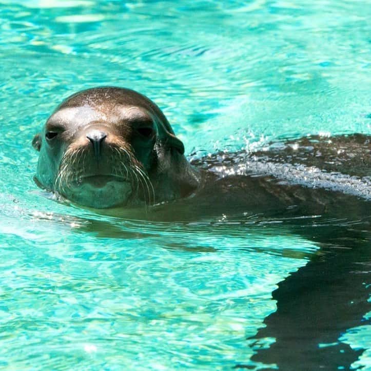 スミソニアン国立動物園さんのインスタグラム写真 - (スミソニアン国立動物園Instagram)「🌊 Happy World Sea Lion Day! 👀 Think you can name all six differences between seal lions and another adorable pinniped: seals? 🧠 Boost your marine mammal IQ here: s.si.edu/2ySN7Th. (Link in bio.) #WorldSeaLionDay」5月31日 5時52分 - smithsonianzoo