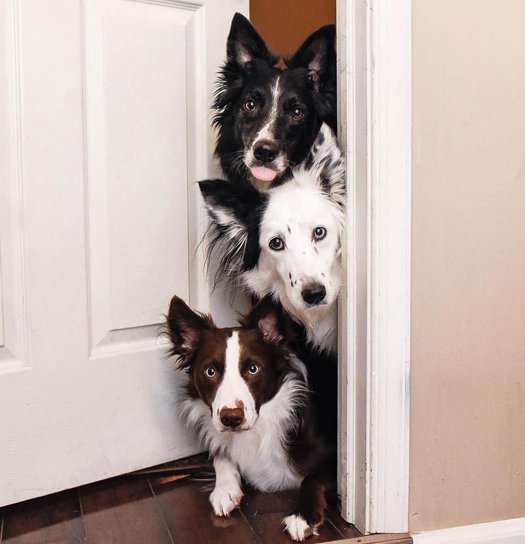 Instagramさんのインスタグラム写真 - (InstagramInstagram)「Say hi to three rescue border collies with enough personality to star in their own show. “Envy rules the house. She’s the oldest, the only girl and definitely the boss. Zain lives to please, and Trek is the trouble-maker,” says their human Kelly Bove (@kelly_bove). #WeeklyFluff  Photo by @kelly_bove」5月31日 6時09分 - instagram