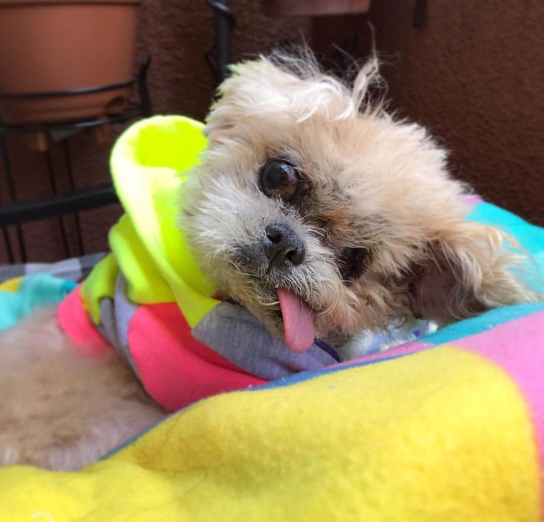 Marnie The Dogのインスタグラム：「Enjoying the simple life!  Sorry i haven’t been posting too often - at 17.5 years old, as you probably could guess, marnie doesn’t have quite the same energy for pics as she used to so we have been taking it p easy. Marnie is straight chillin. Here she is on the patio today where she just enjoys the weather all day like the nice little old lady she is #blessed Ps- thanks for all the sweet comments 💝」