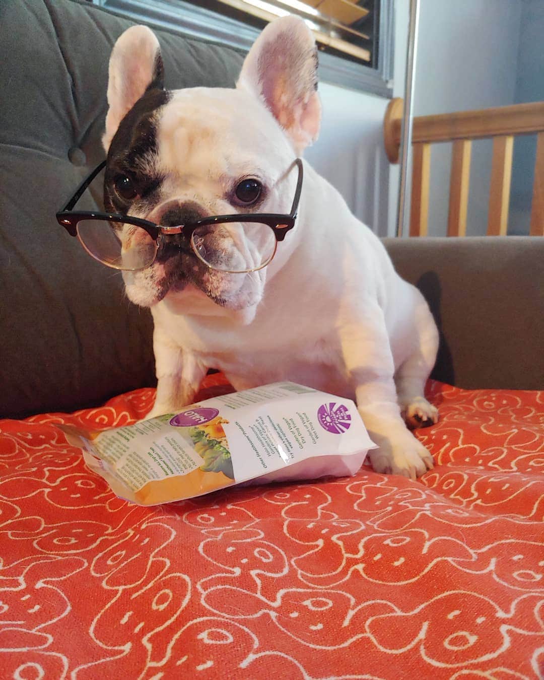Manny The Frenchieさんのインスタグラム写真 - (Manny The FrenchieInstagram)「Mom says I need to incorporate more fruits in my diet...*checks ingredients* do these treats count? 🤔 @halopets」5月31日 6時28分 - manny_the_frenchie
