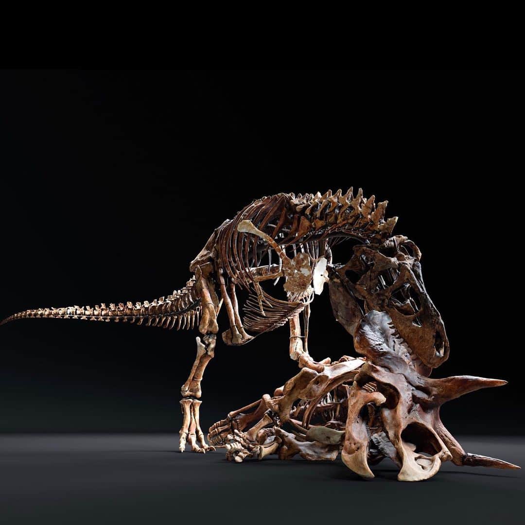 スミソニアン博物館さんのインスタグラム写真 - (スミソニアン博物館Instagram)「*T. rex not to scale. Now you can print your very own #NationsTrex. And depending on the mood you want to convey, you can have it about to take a bite out of Triceratops.  @smithsonian3d scanned the pair from our @smithsoniannmnh, where you can see them in person when #DeepTime opens June 8. Until then, explore and download at 3d.si.edu/t-rex (link in bio). Need more 🦖? Check out our Instagram Story for a Q&A with Curator of Dinosauria Matthew Carrano.」5月31日 6時32分 - smithsonian