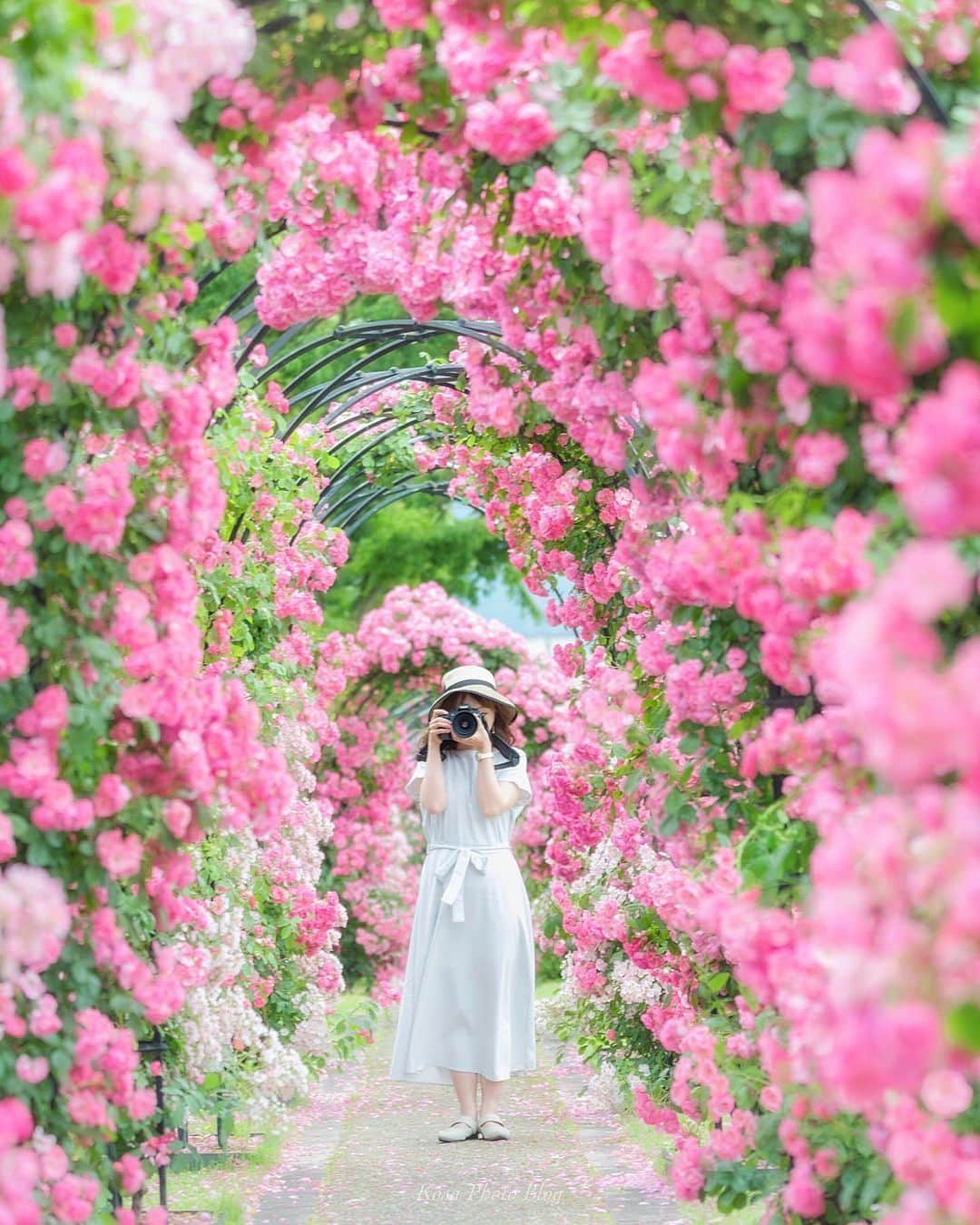 コサさんのインスタグラム写真 - (コサInstagram)「薔薇の花園 薔薇🌹の季節がやってきましたね 女子力高めの写真をPOSTします👍 ※場所情報に関する質問は不可でお願いします🙅‍♂️ . Location:京都 Kyoto /Japan Data:2019.5.29 . #art_of_japan_ #tokyocameraclub #dpj_member #team_jp_ #IG_PHOS #photo_jpn #ptk_japan #pt_life_ #bestjapanpics #Lovers_Nippon #ブライトリング陸 #楽天忘れられない絶景 #バラのフォトコン2019 #ガーデンストーリー #東京カメラ部令和記念フォトコン #令和で見つける1枚 #ip_blossoms #はなまっぷ #私の花の写真 #wp_flowers #pics_jp #colorsjp #vivid_impact #jp_portrait部 #jp_mood #good_portraits_world #as_archive #Japan_Daytime_View #IGersJP #colore_de_saison  @gardenstory.jp」5月31日 7時41分 - kosa_photo