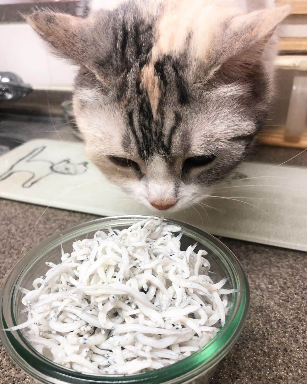ホタテ＆クラム＆シラスのインスタグラム：「シラスとシラス #cat #neko #ScottishFold #猫 #ねこ #スコティッシュフォールド #catstagram #instagram #instagramjapan #ig_japan #igersjp」