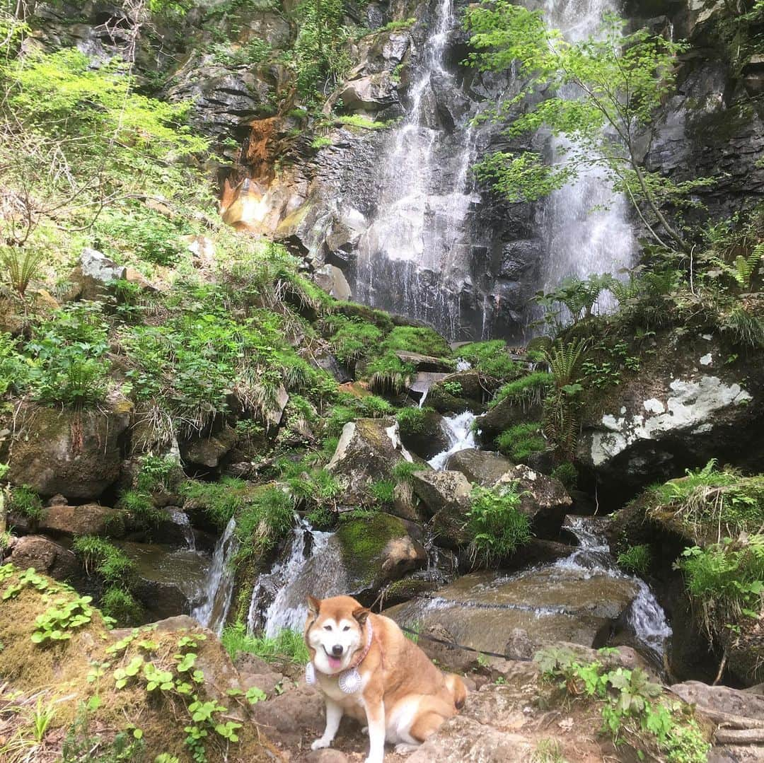 てんパパさんのインスタグラム写真 - (てんパパInstagram)「磐梯山の中腹にあるという「まぼろしの滝」へ。 ぬかるんだ道を歩き、険しい岩がゴロゴロする間を上り、清らかな沢を越え、まぼろしの滝は実在しました。 #まぼろしの滝 #会津磐梯山 #磐梯ゴールドライン #くるてん #くるみちゃんもてんもがんばった」5月31日 8時19分 - tenchan.shiba