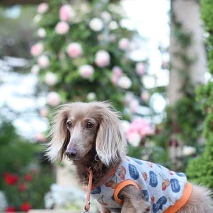 くるみんのインスタグラム：「* 再び、港の見える丘公園の薔薇  #ミニチュアダックスフンド #ミニチュアダックスフント #ミニチュアダックス #イザベラタン #イザベラ #ダックス多頭飼い #ダックスフント #ダックスフンド #ダックス #港の見える丘公園 #薔薇 #バラ園 #バラ #rose #わんこなしでは生きていけません会 #ワンコなしでは生きて行けません会 #ワンコ大好き倶楽部公式 #いぬばか部 #いぬすたぐらむ #短足部 #dachshundgram #dachshund #dogstagram #east_dog_japan #all_dog_japan #instagramdog #instadachs #kyounodachs #todayswanko #7pets_1day」