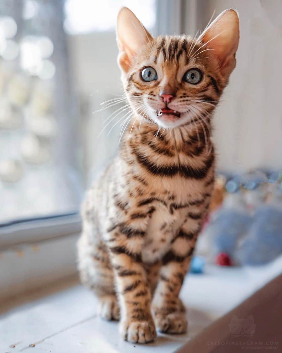 Cats of Instagramさんのインスタグラム写真 - (Cats of InstagramInstagram)「From @sukiicat: “Smile! 😸” #catsofinstagram」5月31日 8時26分 - cats_of_instagram