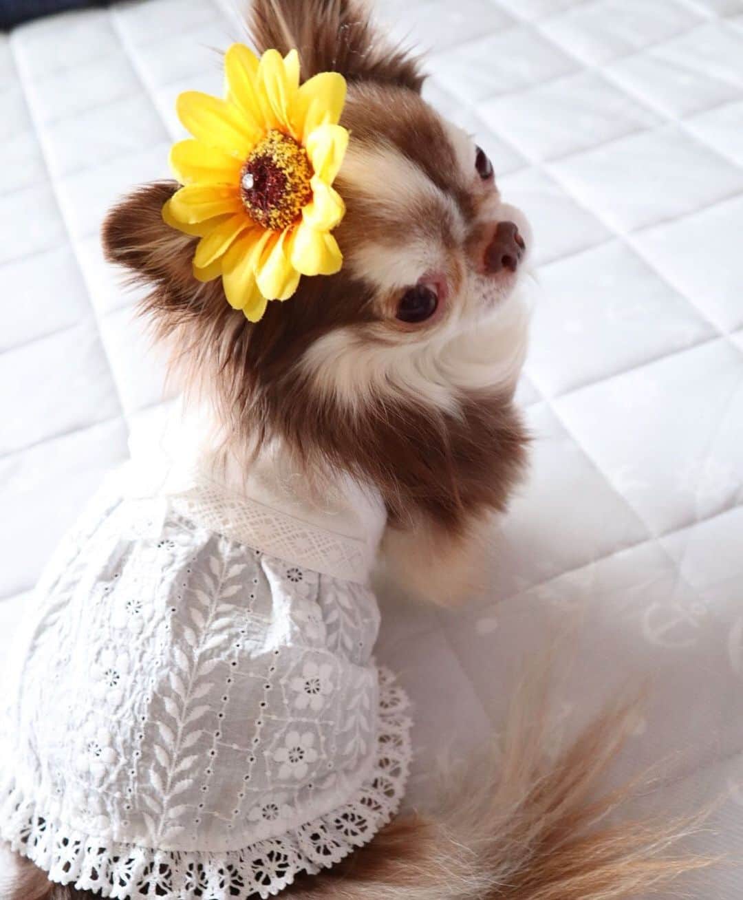 kayoのインスタグラム：「* * ボクちんも着れちゃうよ😁🌻 * * Lychee💗 * * #happywanlifeくんくん * #chihuahua#chihuahualove#dogstgram#dog#instadog#チワワ#チワワ大好き * *」