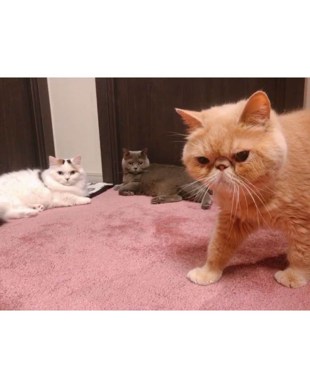 東なつ紀のインスタグラム：「私の大切な大切な大切な家族❤︎ #猫 #多頭飼い #まさぶりあずグラム #エキゾチックショートヘア #ブリティッシュショートヘア #マンチカン  #Munchkin  #exoticshorthair #britishshorthair #マンチカン短足  #ねこ  #ネコ  #cat  #ネコ部  #短足  #顔ぺちゃ #猫好きさんと繋がりたい  #猫のいる暮らし  #短脚猫 #曼基康猫 #ねこ休み展 に出たい」