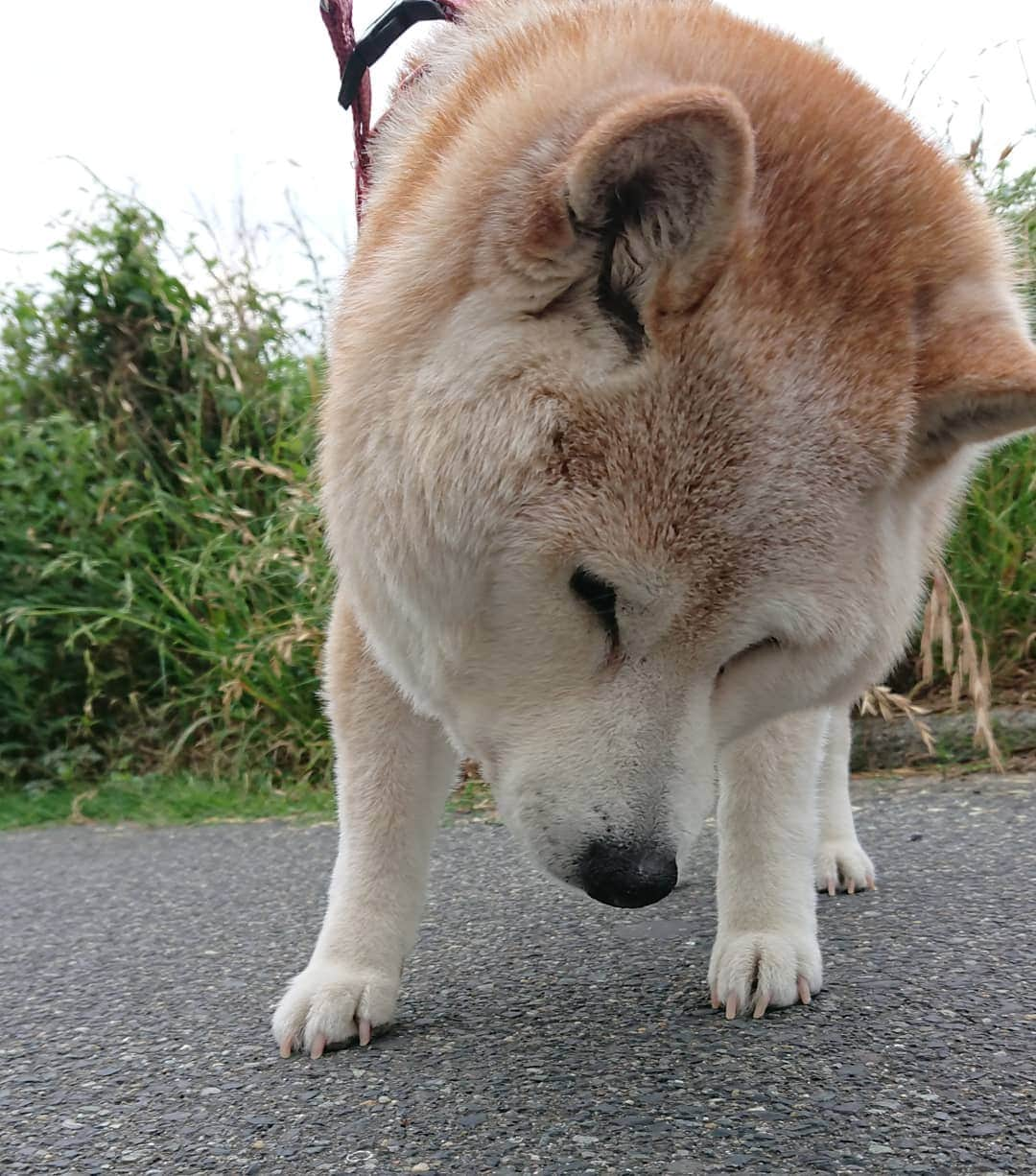 柴子さんのインスタグラム写真 - (柴子Instagram)「おはようございます。 曇り空の今朝。 涼しいから歩きやすいね。 #柴犬　#shibainu #shibastagram」5月31日 8時41分 - senogawadogs