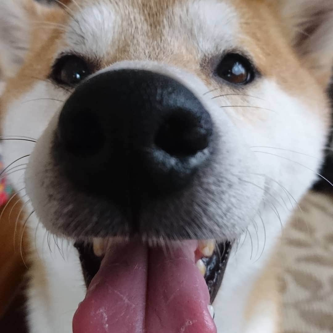 柴犬⭐️サスケさんのインスタグラム写真 - (柴犬⭐️サスケInstagram)「おはわん #朝ん#💩#朝ごはんおこぼれ待ち#笑顔#茶助#柴北会 #柴犬#犬ら部 #赤柴#🐶📷 #pecoいぬ部 #shibagram #shibainu #🐶#北海道#わんだフォ #ふわもこ部 #散歩」5月31日 8時44分 - shiba20150405