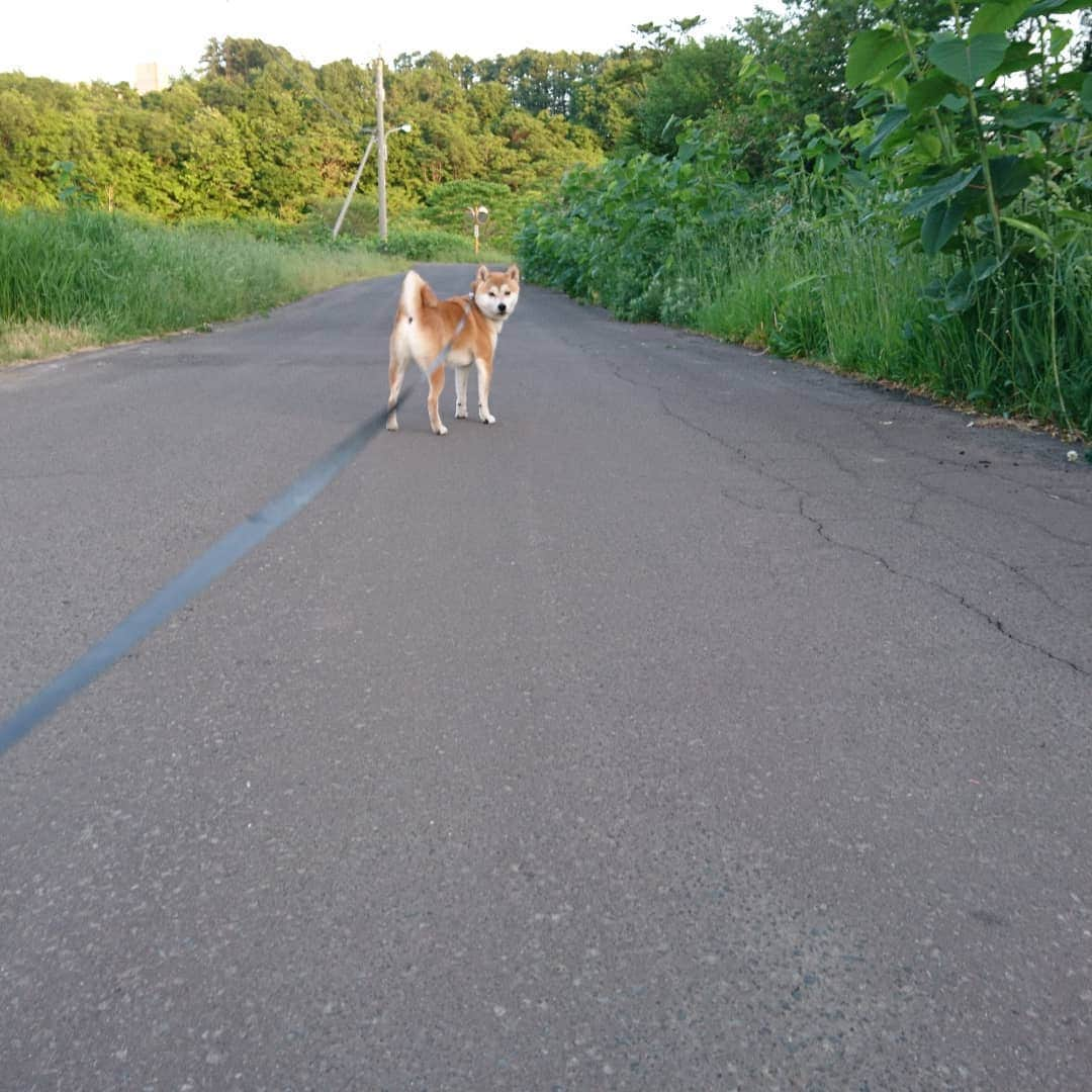 柴犬⭐️サスケさんのインスタグラム写真 - (柴犬⭐️サスケInstagram)「おはわん #朝ん#💩#朝ごはんおこぼれ待ち#笑顔#茶助#柴北会 #柴犬#犬ら部 #赤柴#🐶📷 #pecoいぬ部 #shibagram #shibainu #🐶#北海道#わんだフォ #ふわもこ部 #散歩」5月31日 8時44分 - shiba20150405