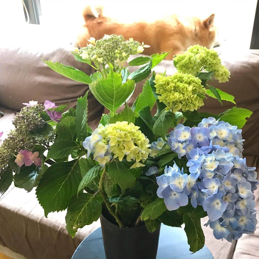 マル子のインスタグラム：「昨日JAの直売所で買った紫陽花これで280円！ビックリ😂 #マル子  #柴犬  #shiba  #あじさいマル子」