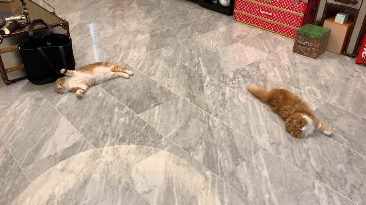 HIKAKINのインスタグラム：「今朝のヒカキン家😎🐱🐱 #猫 #まるお #もふこ #かわいい #ヒカキン」