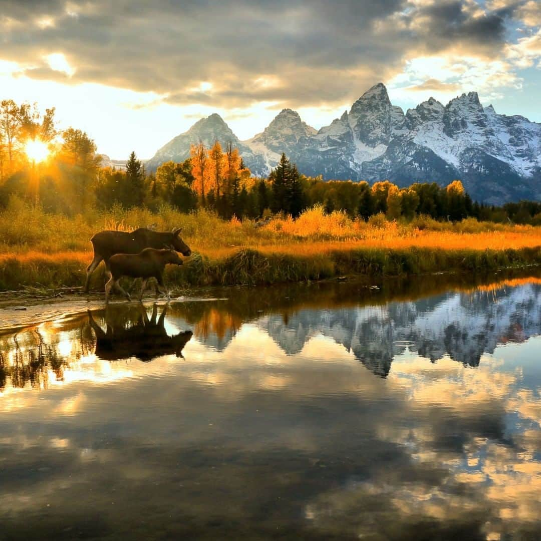 アメリカ内務省さんのインスタグラム写真 - (アメリカ内務省Instagram)「This gorgeous picture of two #moose walking along a still lake at #GrandTeton #NationalPark in #Wyoming won Adam Jewell the 3rd Place Prize in 2018 Share the Experience photo contest. Spreading the joy and inspiration of incredible moments like this is why we’re thankful to all the photographers who submit their shots to the contest each year. We’re proud to highlight their talent and encourage others to get out and enjoy public lands. Photo @GrandTetonNPS by Adam Jewell (www.sharetheexperience.org). #ShareTheExperience #travel #FindYourPark #usinterior」5月31日 9時15分 - usinterior