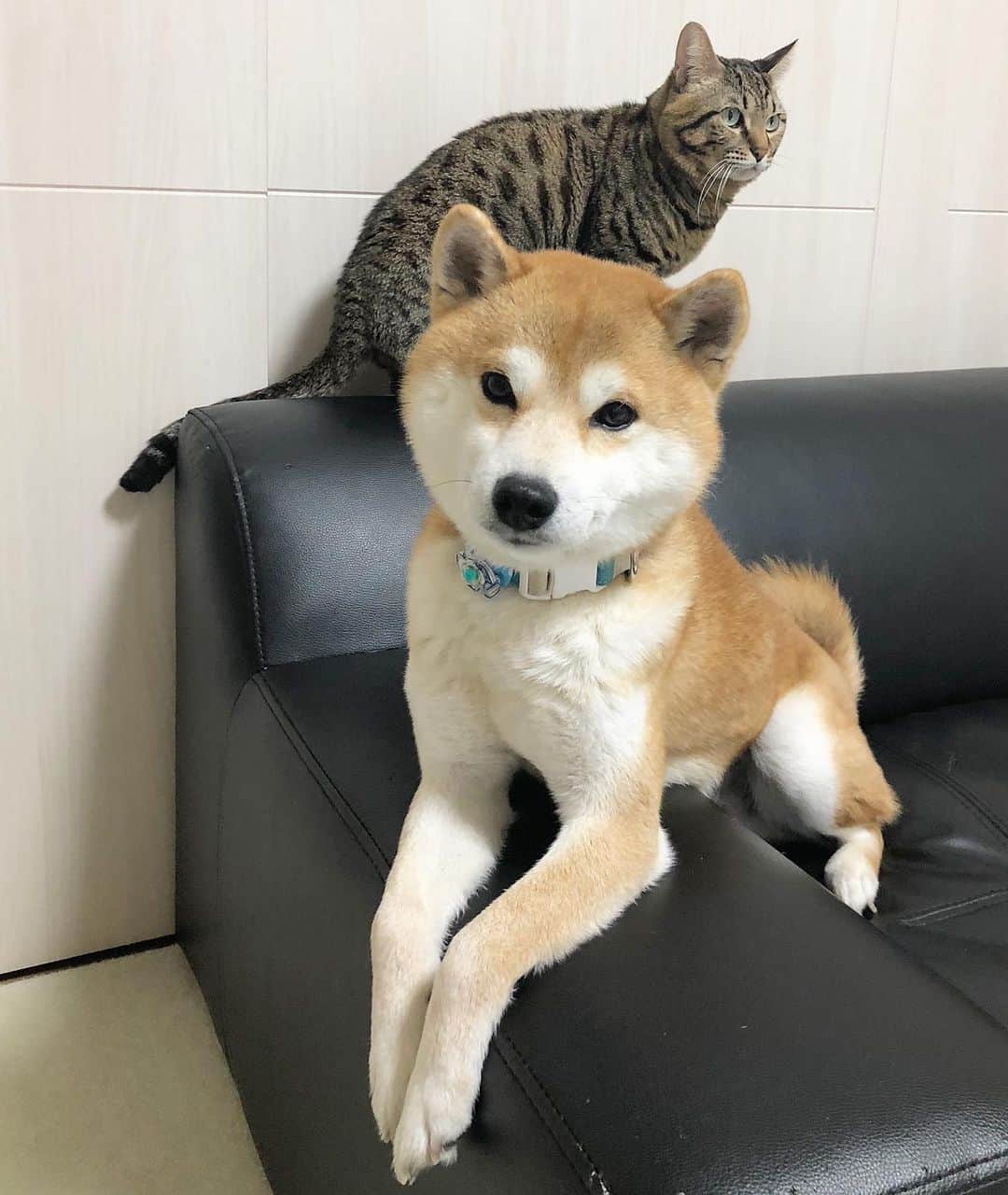 のインスタグラム：「. #goodnight（JPN 20:04） Yu🐶Toro🐱 . #ご無沙汰です #ツイッター復活しなくて凹んでます #早くロック解除しておくれ #ゆうとろは元気いっぱいです♪」