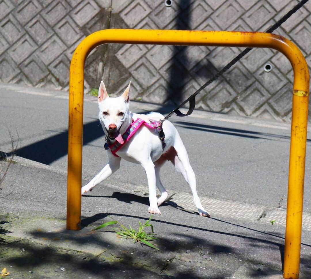 柴犬ハル&保護犬すずのインスタグラム