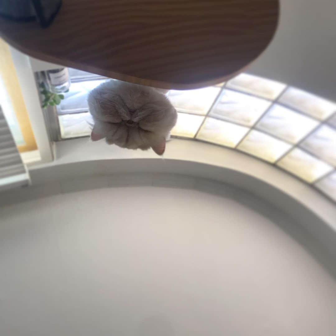 イ・エルのインスタグラム：「_ 暑いから #김망고똥꼬아들내미마마냥꼬절미절미인절미」