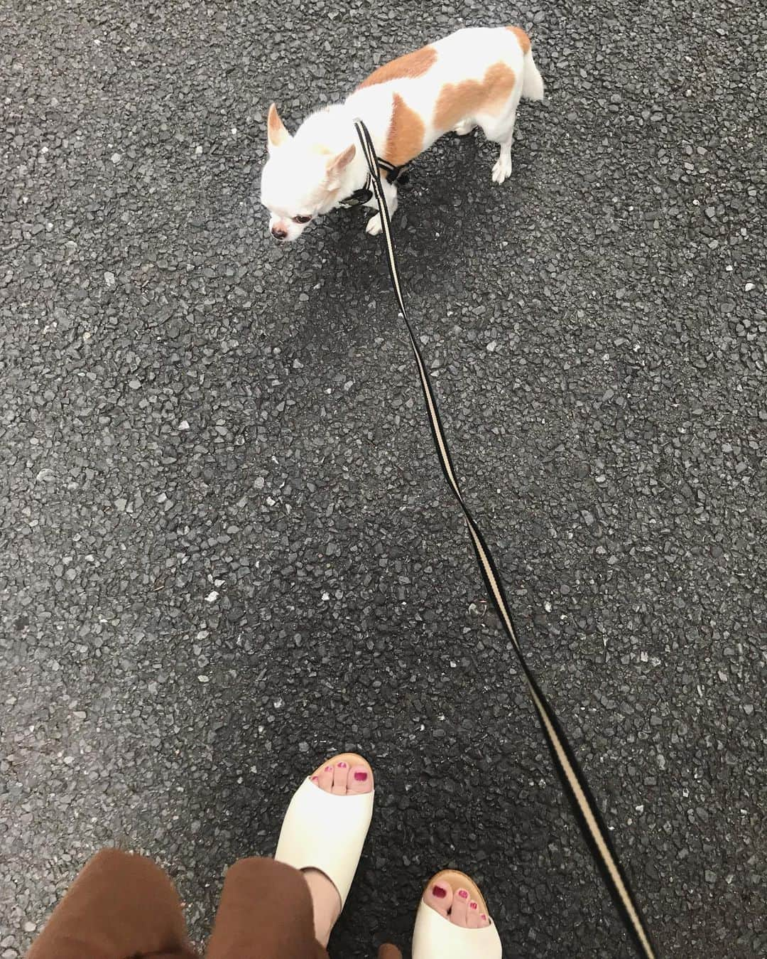 川田希さんのインスタグラム写真 - (川田希Instagram)「散歩に飽きると道の真ん中でフリーズするラテ🐶 もう抱っこして帰ろうよ、の合図です。 その様子を見ていた通りすがりのお姉さんにクスクスと笑われました😅」5月31日 19時16分 - nozomikawata