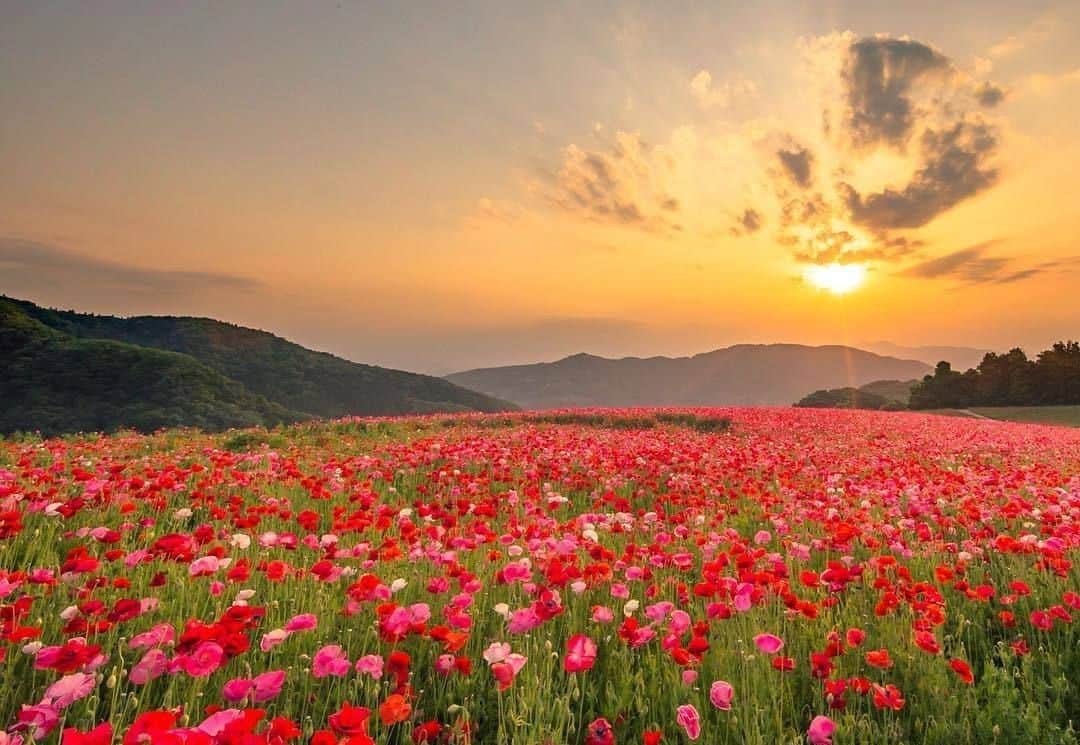 花の写真館のインスタグラム：「Photo by @matsutaka.photo.⠀ https://instagram.com/matsutaka.photo/⠀ .⠀ Original Post[投稿頂いたURL]⠀ https://www.instagram.com/p/BjZa9PjgoK6/⠀ .⠀ 本アカウントは、 #私の花の写真 をつけてInstagramに投稿された皆さまの花の写真や、「花の写真館」Facebookページで投稿された花の写真を紹介します。⠀ 「花の写真館」Facebookページは、「 @floral.photograph 」のプロフィールにあるURLからご覧ください。⠀ .⠀ #花の写真館 #floralphotograph #floralphoto #flower #flowers #富士フイルム #FUJIFILM⠀ Follow: @floral.photograph」
