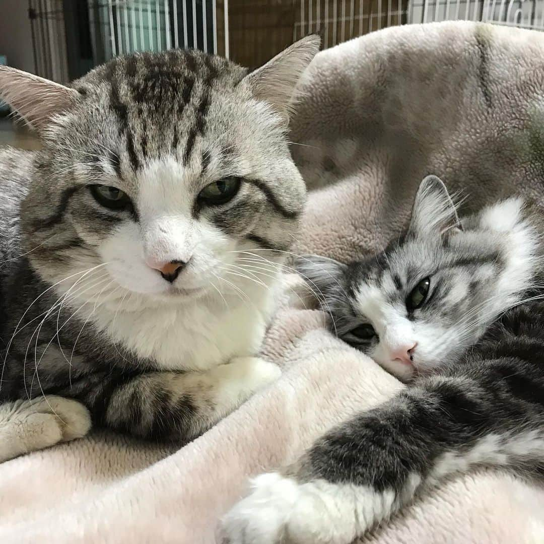 Nyankichi Noranekoさんのインスタグラム写真 - (Nyankichi NoranekoInstagram)「あまりんと一緒❣️ #猫 #고양이 #แมว #貓 #кошка #qata #chat #ニャンスタグラム #gato #喵星人 #ねこ部 #旅猫 #動物 #ねこのきもち #ニャン吉 #kawaii #保護猫 #美猫 #japan #猫写真 #ねこ #seekor #ネコ #旅貓 #猫写真」5月31日 19時53分 - noraneko_nyankichi